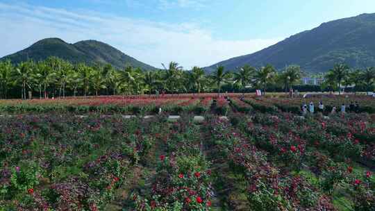 海南三亚博后村在红玫瑰花田中的游玩的旅客