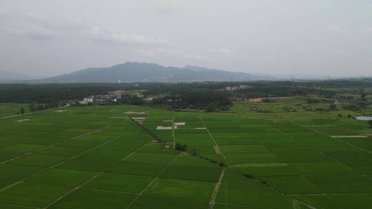 航拍 一望 无际 绿色 田园 稻田 种植