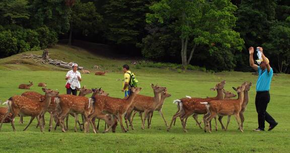 日本奈良公园的小鹿追着游客要食物吃