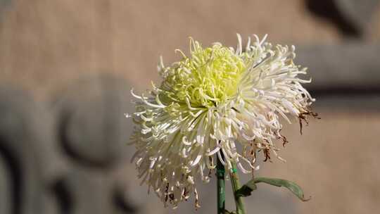 名贵品种菊花鲜花秋季赏花花展