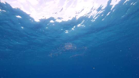 海洋生物，海洋，海洋生物学，海