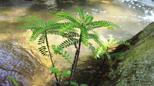 山间小溪水河流水树木枝叶视频