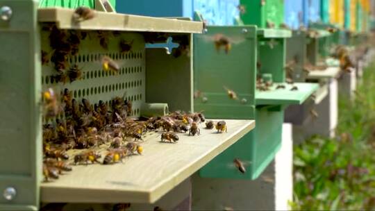 蜂巢中的蜜蜂视频素材模板下载