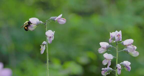 蜜蜂，大黄蜂，授粉，传粉者