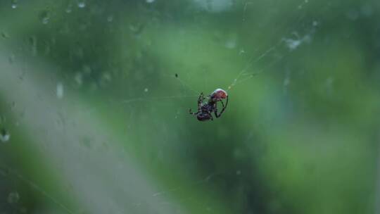 在蜘蛛网上捕食的蜘蛛
