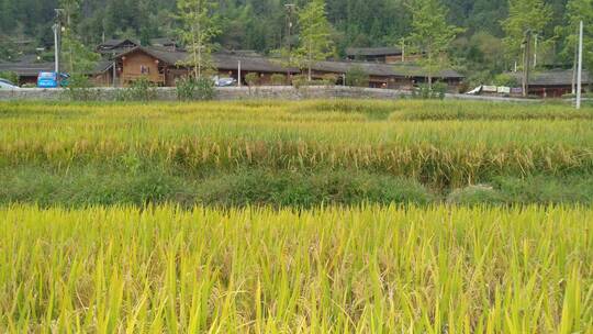 农民辛苦收割水稻