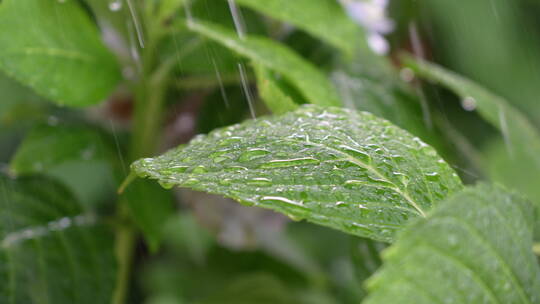 雨水拍打绿叶