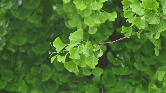 4K拍摄梅雨季节雨水拍打在植物上