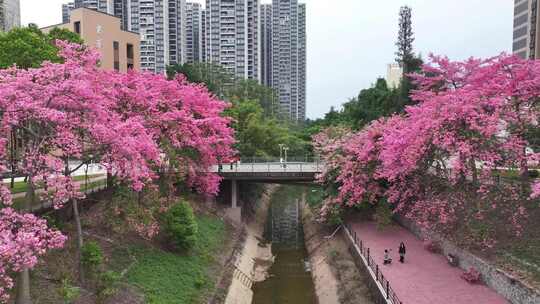 中国广东省广州市从化区华软异木棉