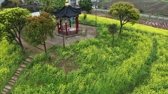 东阳象田村油菜花海田园风光4K航拍