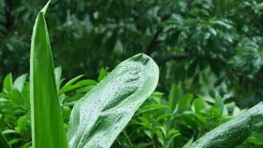 雨中的叶子，水滴从叶子上滑落慢镜头