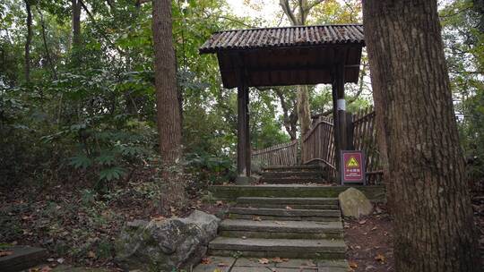 杭州玉皇山景区樱花地