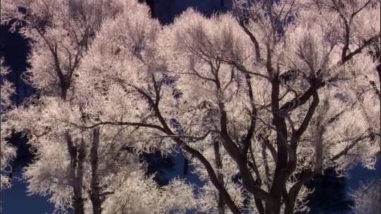 美丽的雪树