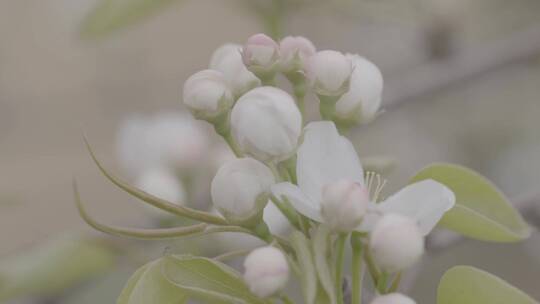 梨花特写微距LOG素材