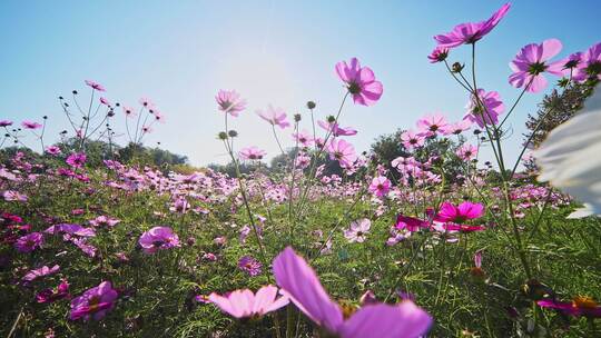 格桑花特写