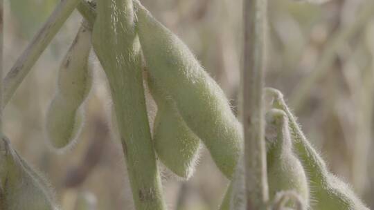 大豆成熟黄豆豆荚LOG视频素材