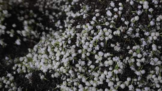 升格慢动作微距特写茉莉花与茉莉花茶制作