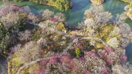 杭州西溪湿地曲水寻梅 春天江南梅花航拍