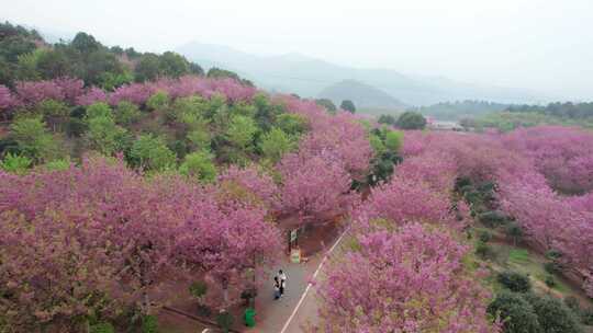 【镜头合集】樱花大道樱花园航拍风光