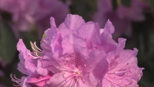 粉红色的杜鹃花 (4)