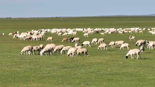 航拍呼伦贝尔草原羊群-482