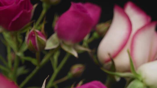 彩色玫瑰的跟踪镜头