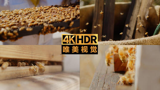 养蜂蜂箱蜂蜜升格视频素材模板下载
