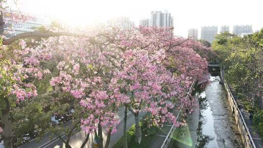 中国广东省广州市荔湾区坦尾美丽异木棉