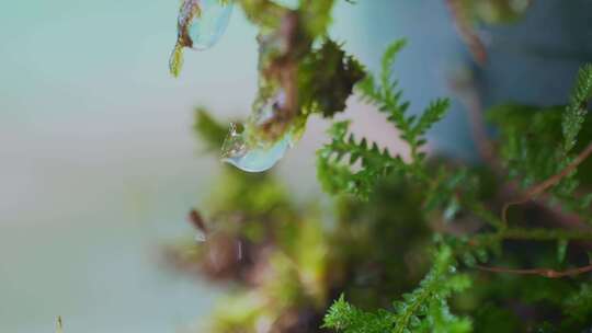 植物上晶莹的水珠特写