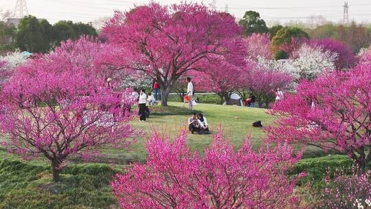 航拍春日繁花似锦的公园