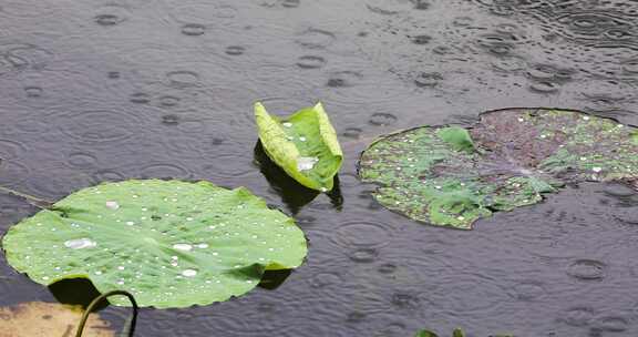 杭州西湖中式园林初夏细雨荷叶曲院风荷