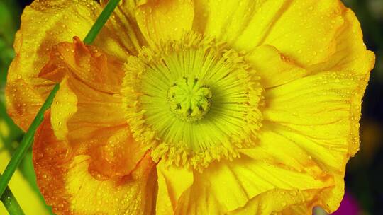 黄色的鲜花五颜六色鲜艳多彩春天花朵