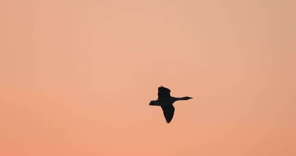 一只大雁在落日余晖中滑翔慢镜头