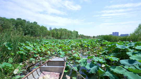 武汉江夏区黄家湖湿地公园