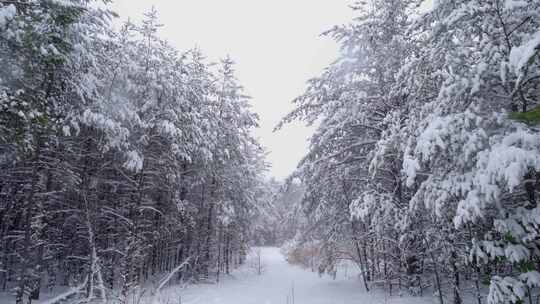 雪顺着林间小径落在树上