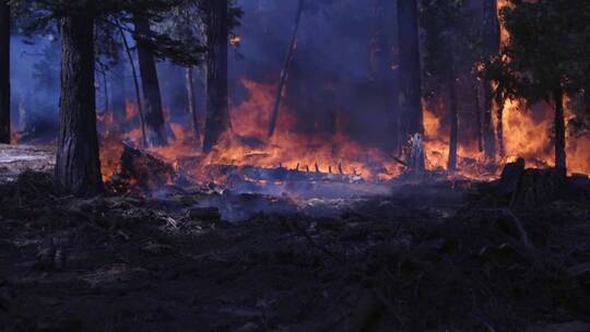 森林失火的镜头
