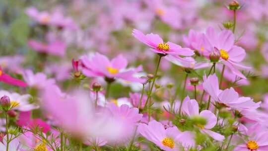 春日花海格桑花莲花郁金香花园唯美立春