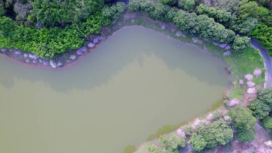 广州大夫山森林公园七盏灯山塘紫荆花航拍视频素材模板下载