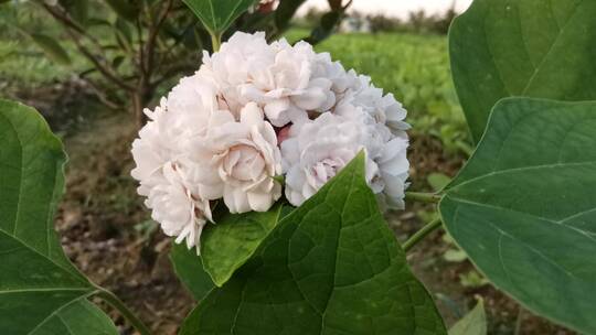 4K拍摄花朵特写