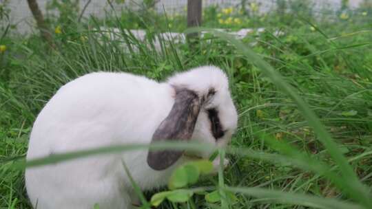 宠物兔子在花园里面吃草
