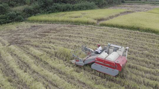 航拍联合收割机机械化收割稻谷