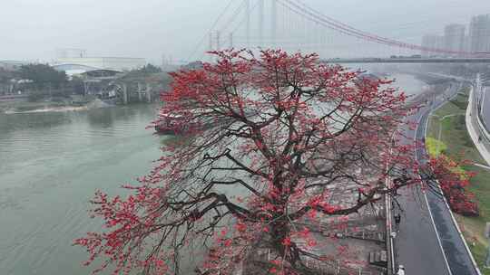 中国广东省佛山市平胜大桥木棉花