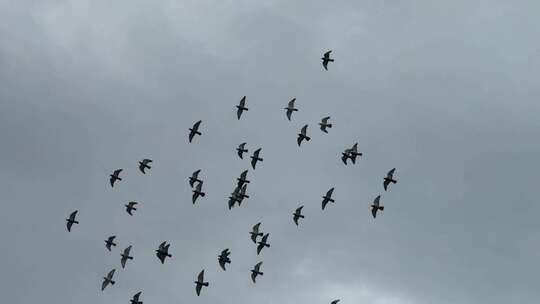 天空鸽子【120帧】阴天天空一群鸟儿飞过视频素材模板下载
