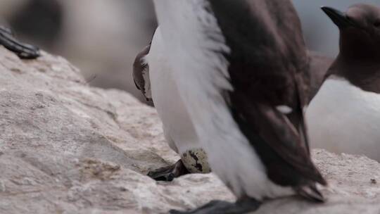 海岸边成群海鸠海雀觅食孵化视频素材模板下载
