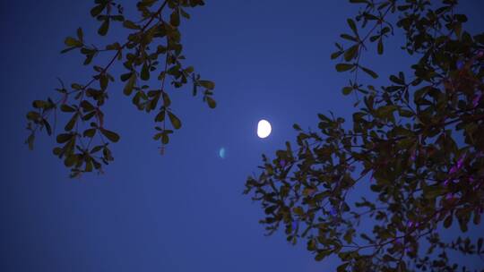 月亮树林弯月树木风吹树叶森林夜空天空黑夜视频素材模板下载