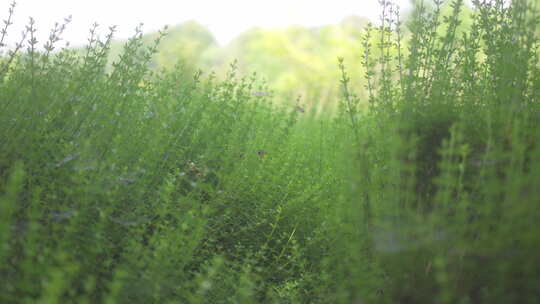 大自然 绿色植物 夏天