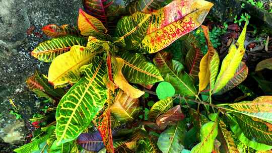 加勒比海美丽的热带植物慢动作