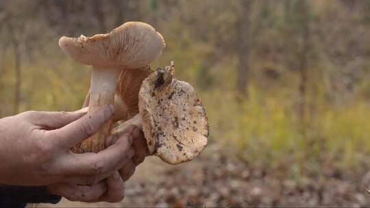 三朵较大的杨树蘑菇