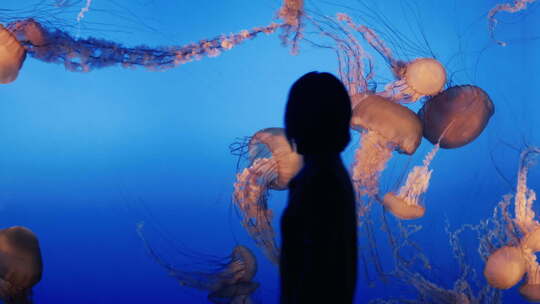 逛水族馆