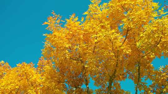 秋天阳光金色的树叶